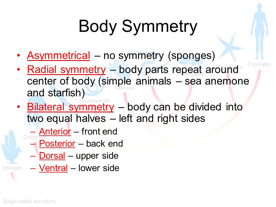 Body Symmetry Asymmetrical – no symmetry (sponges)