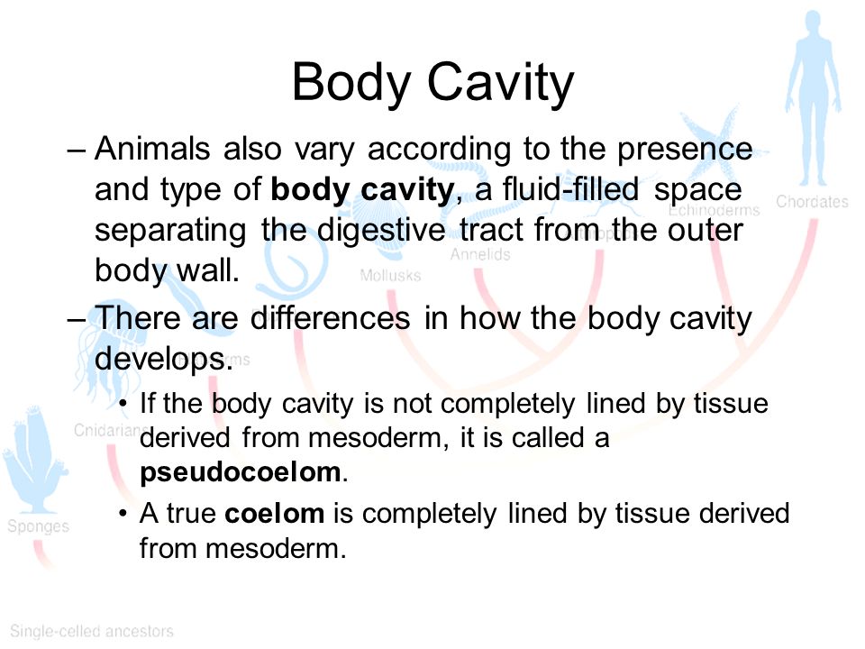 Body Cavity