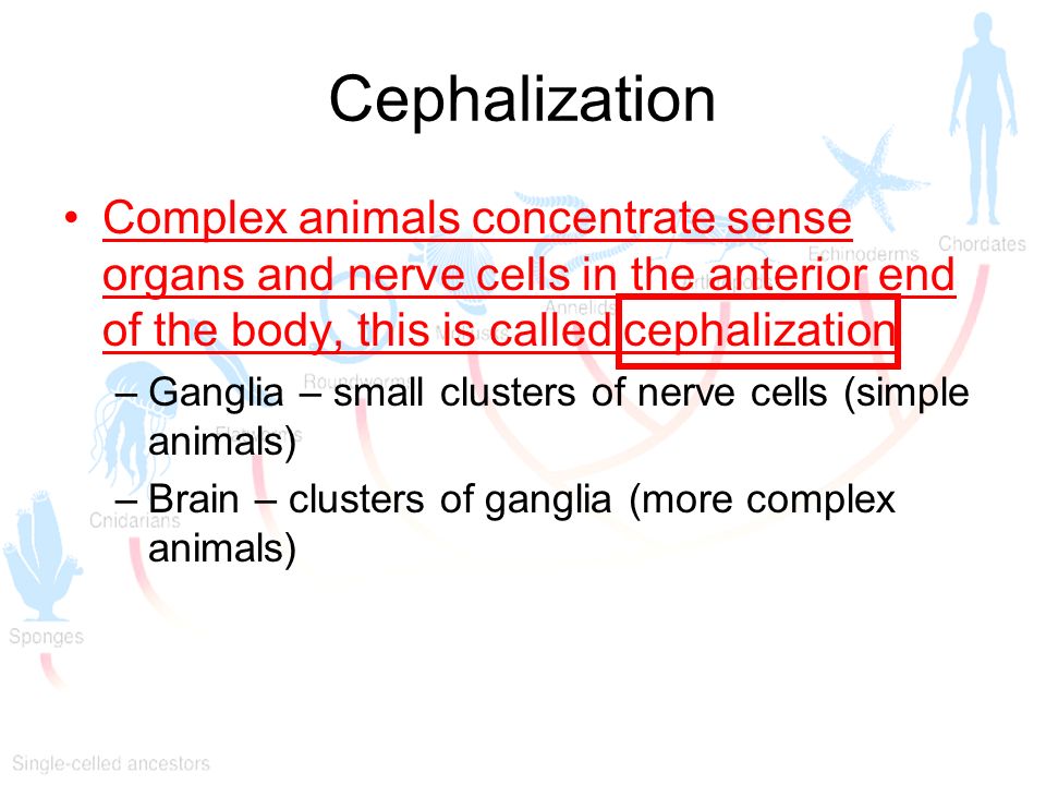 Cephalization Complex animals concentrate sense organs and nerve cells in the anterior end of the body, this is called cephalization.