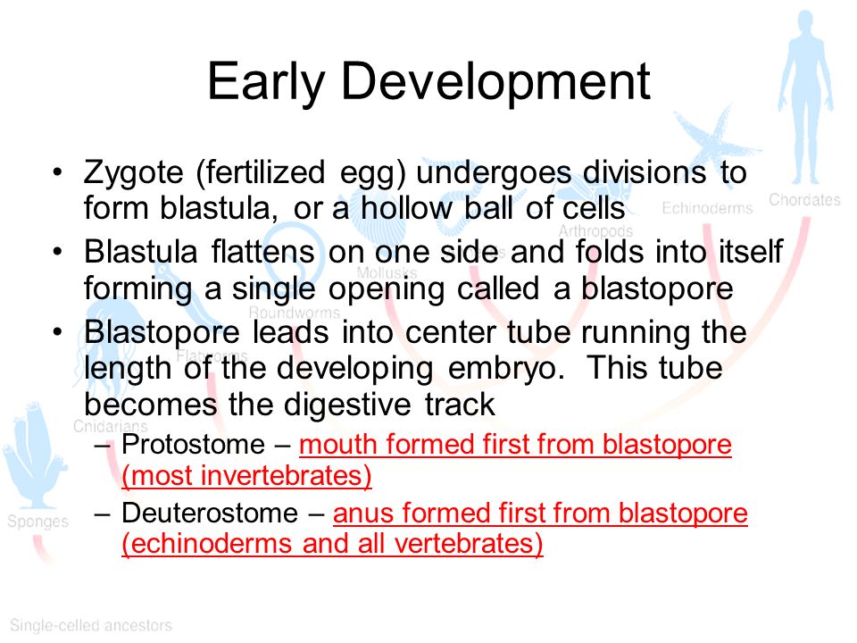 Early Development Zygote (fertilized egg) undergoes divisions to form blastula, or a hollow ball of cells.