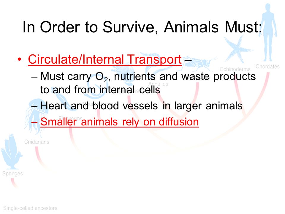 In Order to Survive, Animals Must: