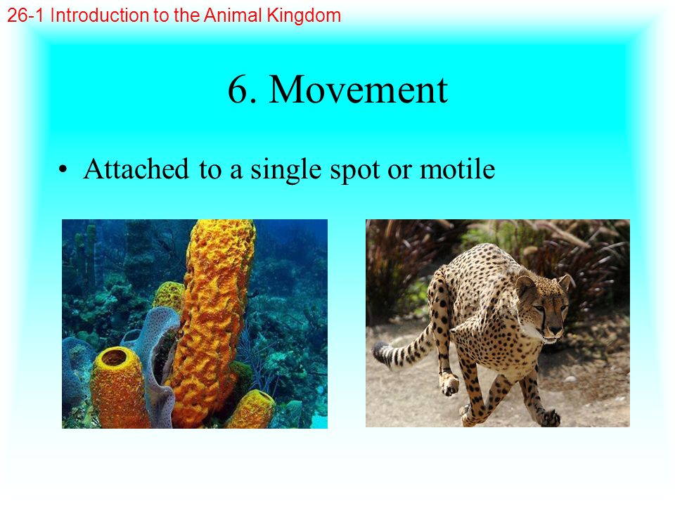 6. Movement Attached to a single spot or motile