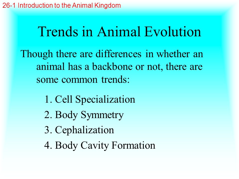 Trends in Animal Evolution
