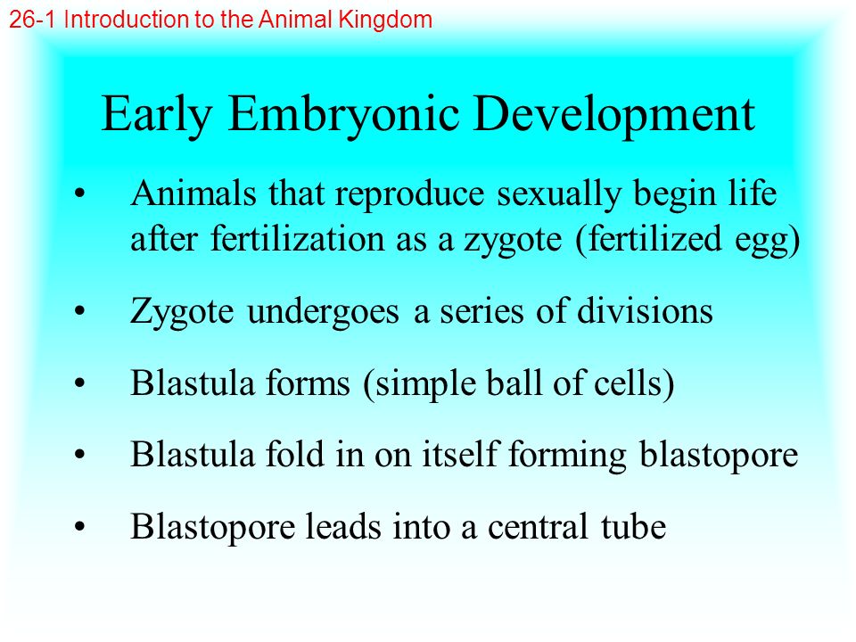 Early Embryonic Development