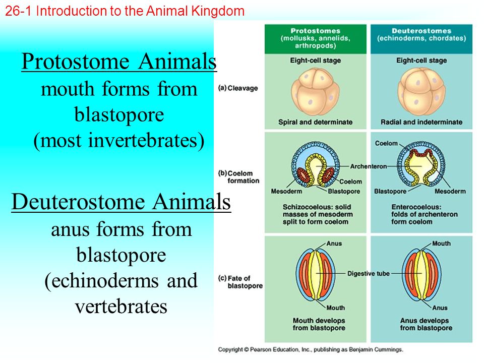 Protostome Animals mouth forms from blastopore (most invertebrates)