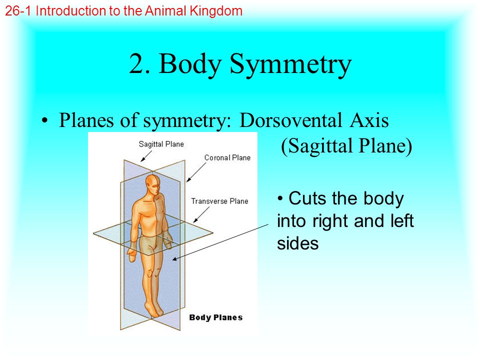 2. Body Symmetry Planes of symmetry: Dorsovental Axis (Sagittal Plane)