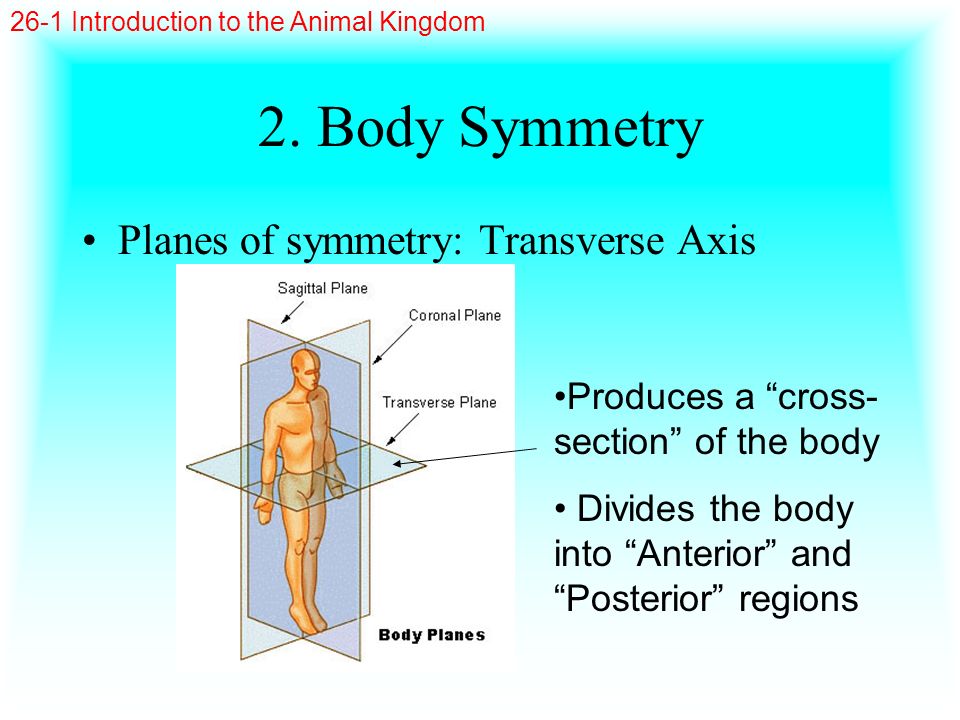 2. Body Symmetry Planes of symmetry: Transverse Axis