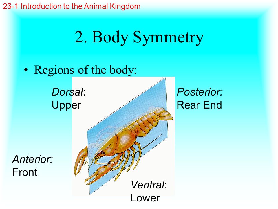 2. Body Symmetry Regions of the body: Dorsal: Upper