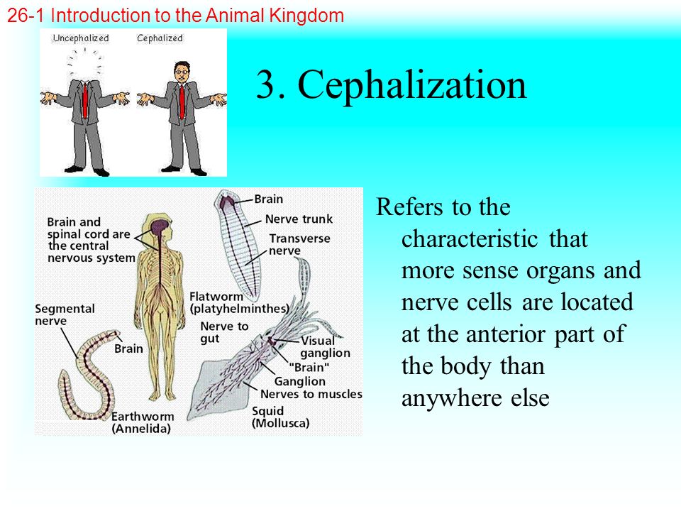 26-1 Introduction to the Animal Kingdom