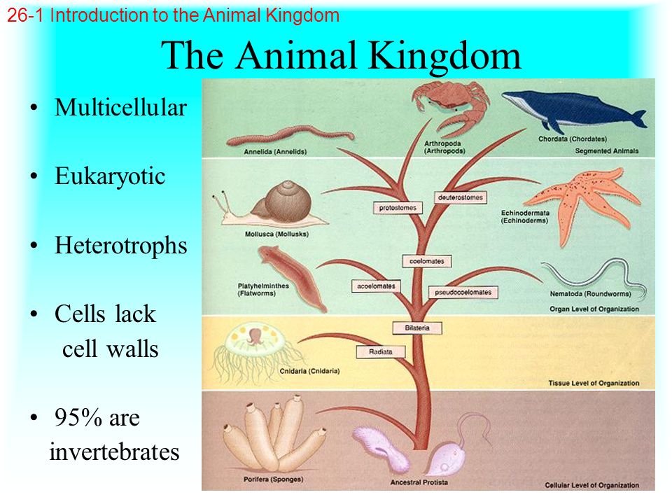 The Animal Kingdom Multicellular Eukaryotic Heterotrophs Cells lack
