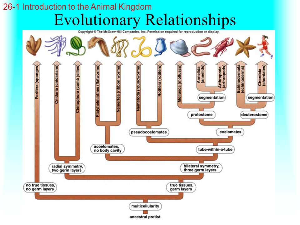 Evolutionary Relationships