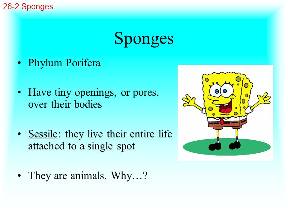 Sponges Phylum Porifera