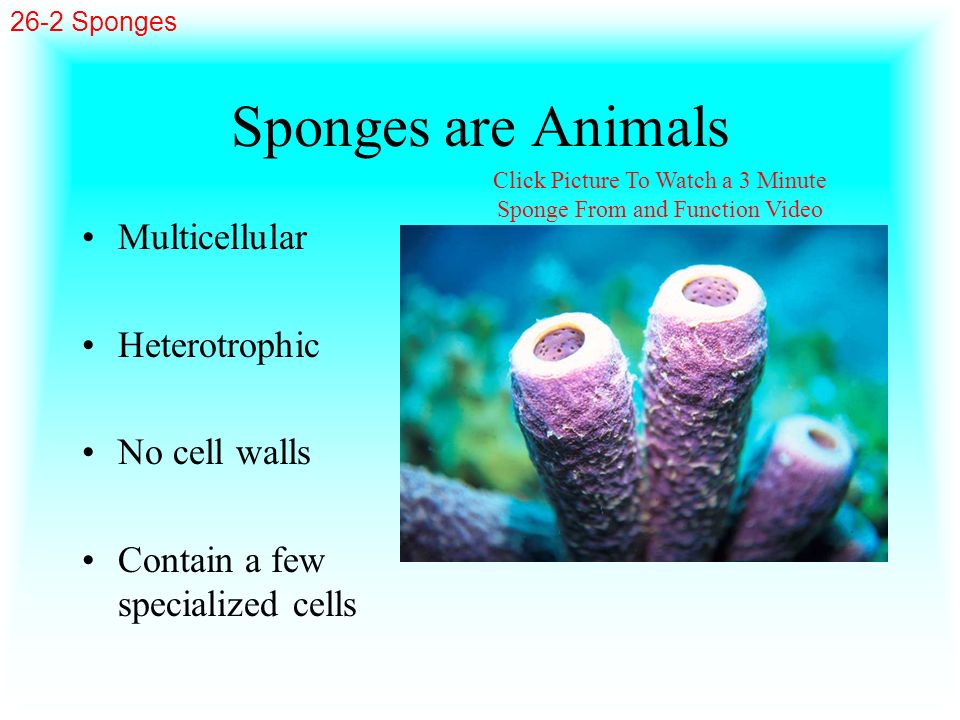 Click Picture To Watch a 3 Minute Sponge From and Function Video