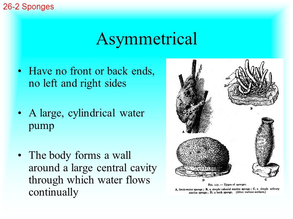 Asymmetrical Have no front or back ends, no left and right sides