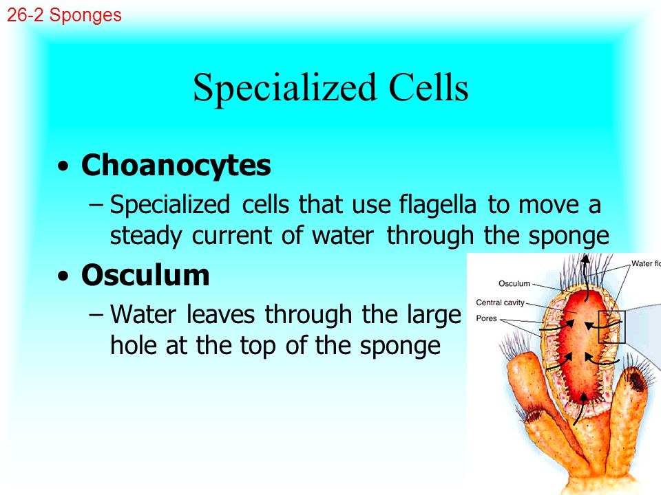 Specialized Cells Choanocytes Osculum