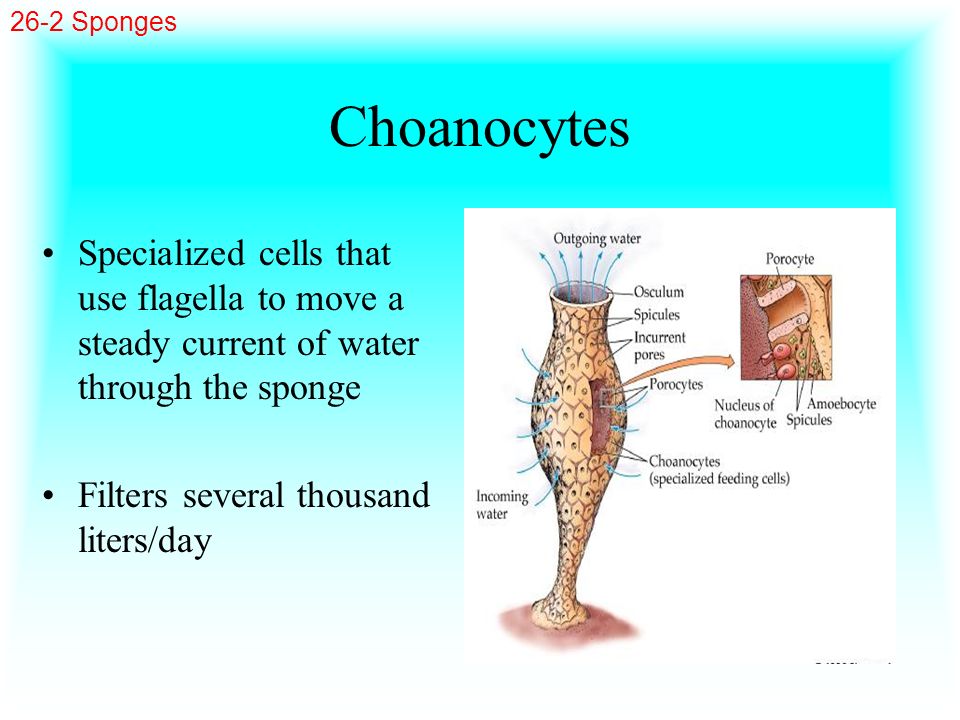 26-2 Sponges Choanocytes. Specialized cells that use flagella to move a steady current of water through the sponge.