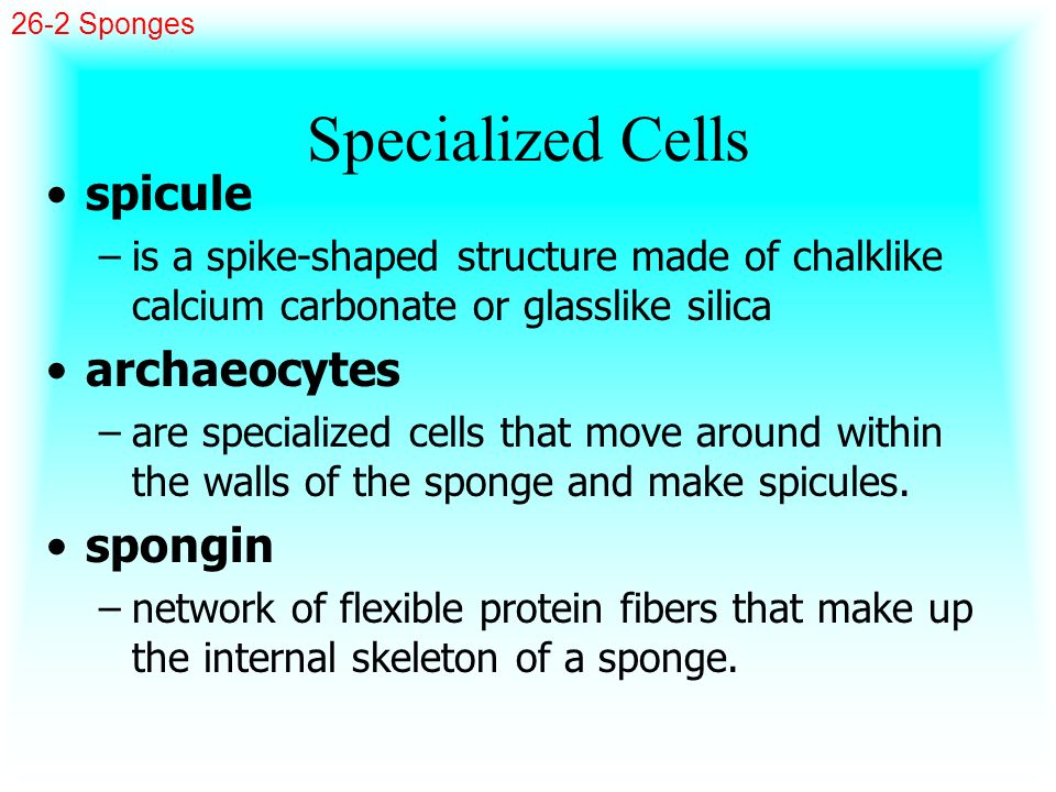 Specialized Cells spicule archaeocytes spongin