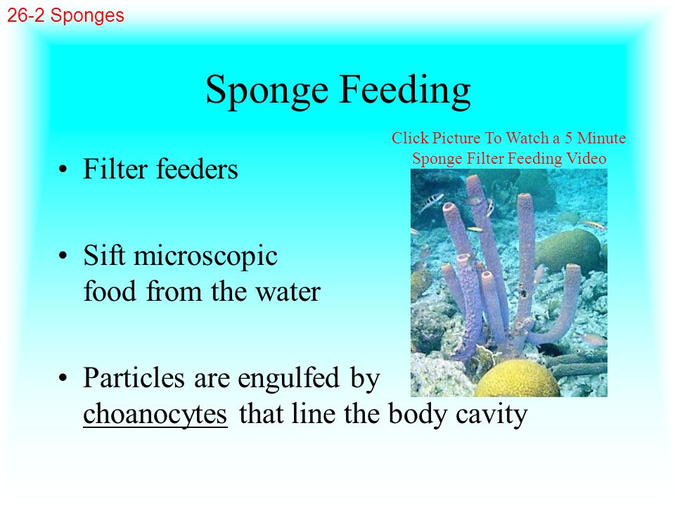 Click Picture To Watch a 5 Minute Sponge Filter Feeding Video