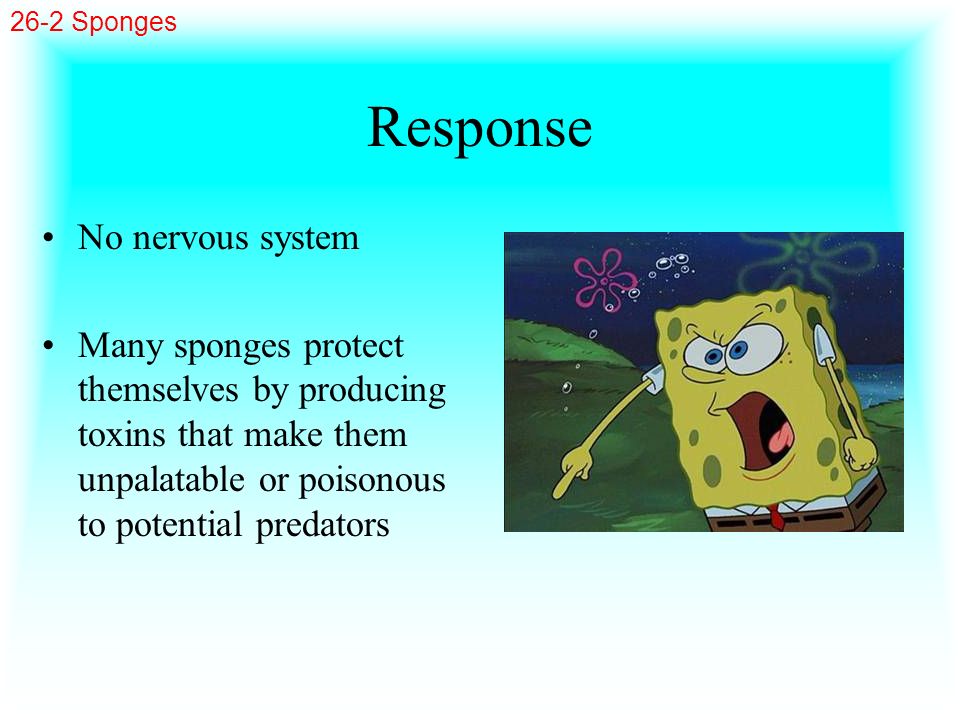 Response No nervous system