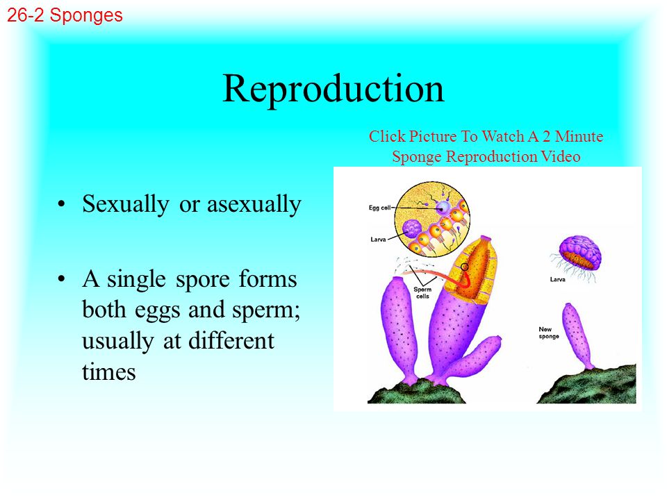 Click Picture To Watch A 2 Minute Sponge Reproduction Video