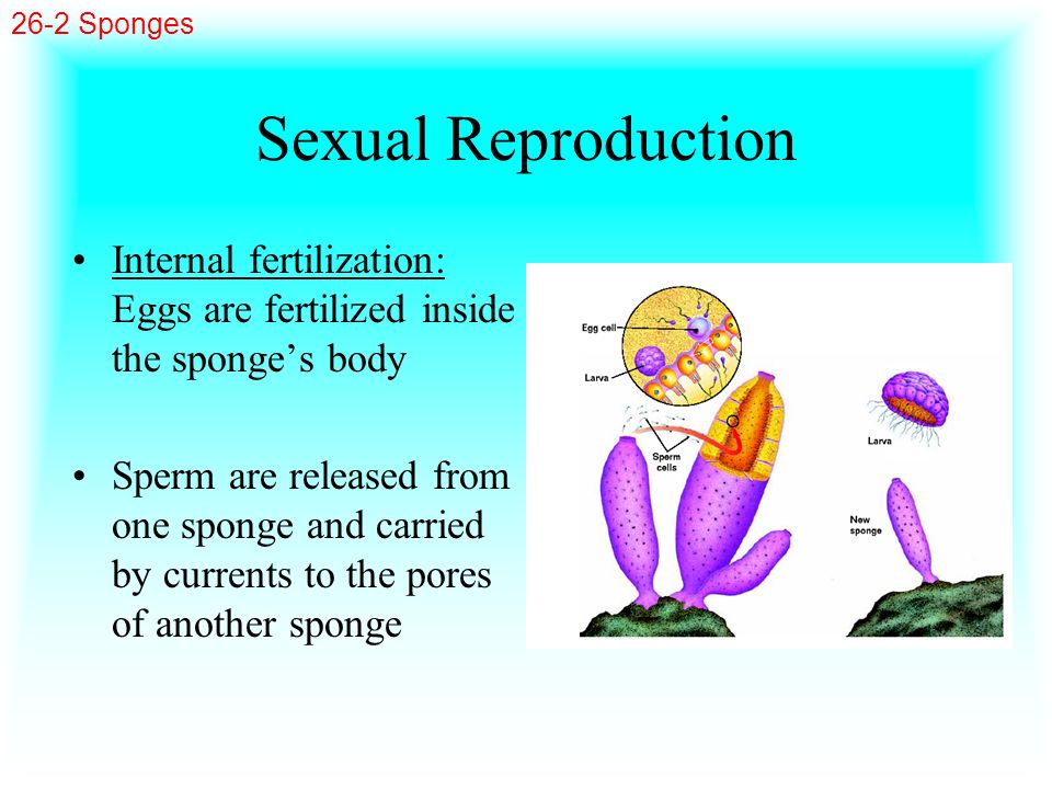 26-2 Sponges Sexual Reproduction. Internal fertilization: Eggs are fertilized inside the sponge’s body.