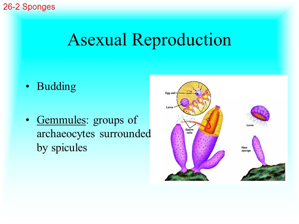 Asexual Reproduction Budding