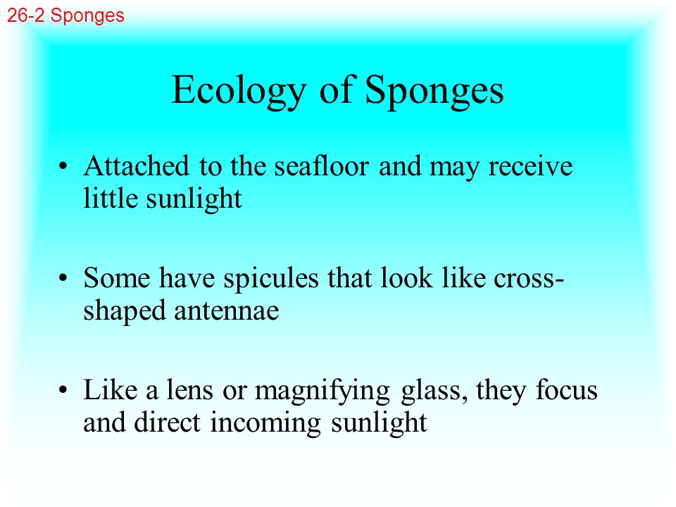 26-2 Sponges Ecology of Sponges. Attached to the seafloor and may receive little sunlight. Some have spicules that look like cross-shaped antennae.