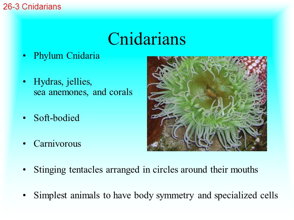 Cnidarians Phylum Cnidaria Hydras, jellies, sea anemones, and corals