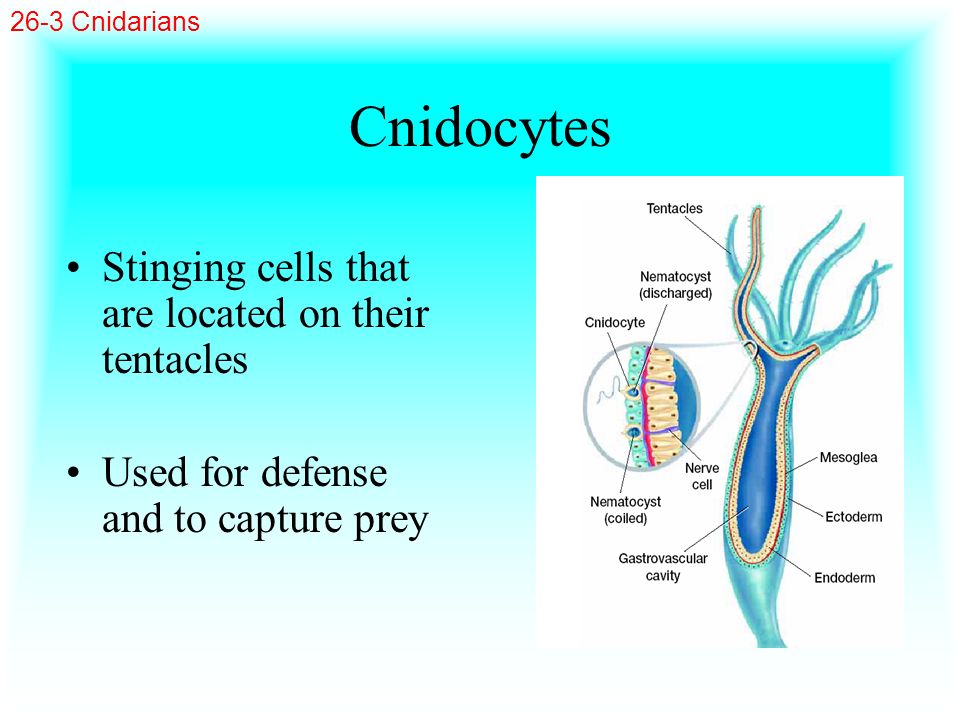 Cnidocytes Stinging cells that are located on their tentacles