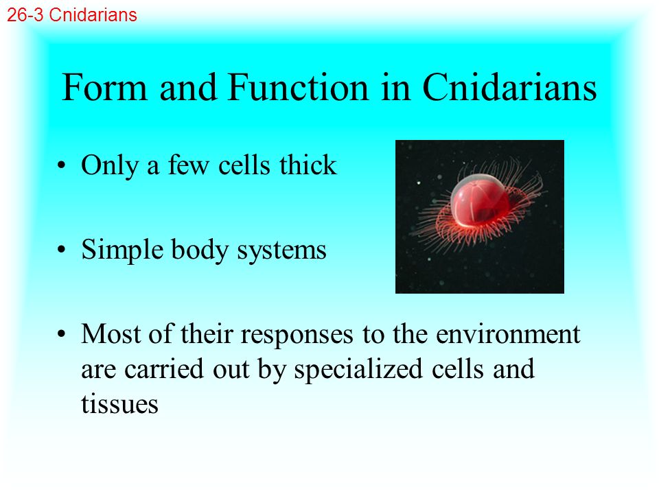 Form and Function in Cnidarians