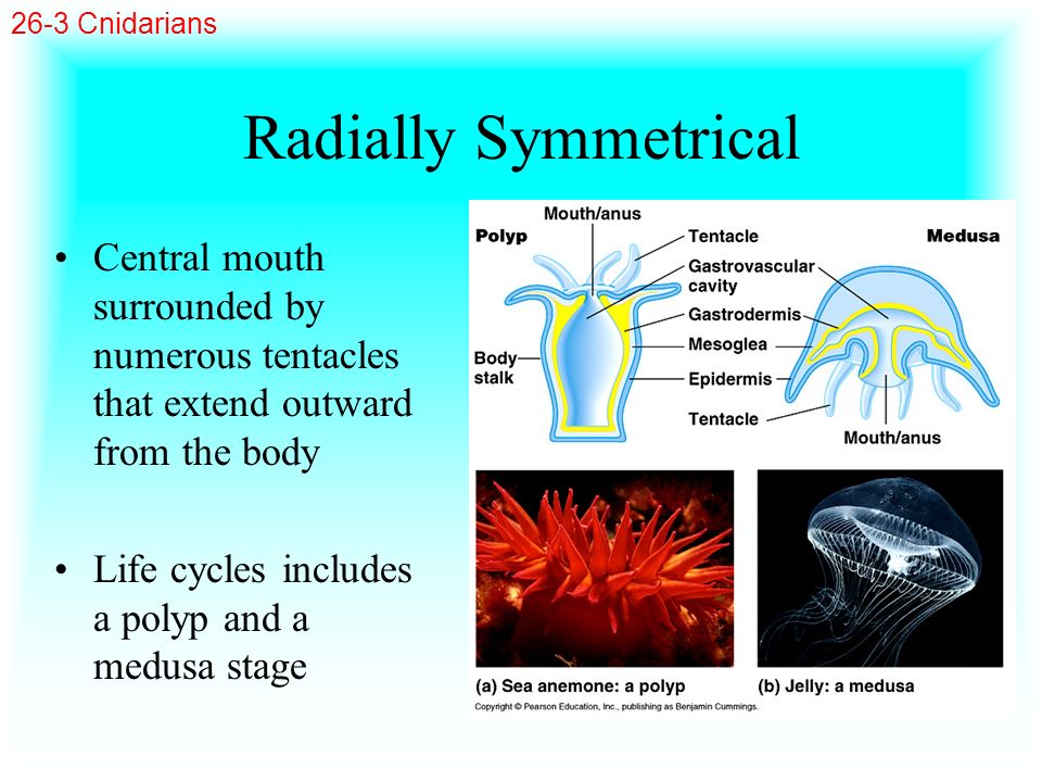 26-3 Cnidarians Radially Symmetrical. Central mouth surrounded by numerous tentacles that extend outward from the body.