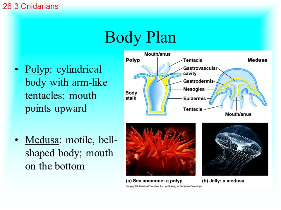 26-3 Cnidarians Body Plan. Polyp: cylindrical body with arm-like tentacles; mouth points upward.