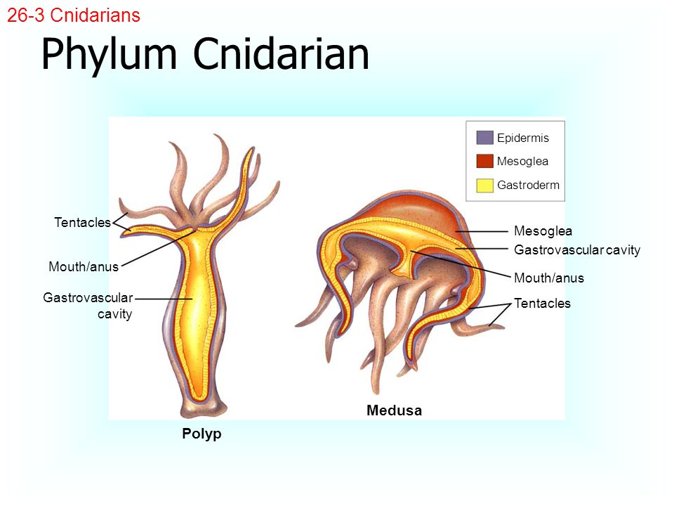 Phylum Cnidarian 26-3 Cnidarians Medusa Polyp Tentacles Mesoglea