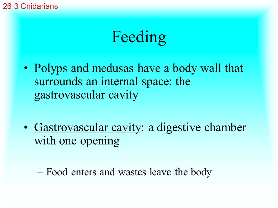26-3 Cnidarians Feeding. Polyps and medusas have a body wall that surrounds an internal space: the gastrovascular cavity.