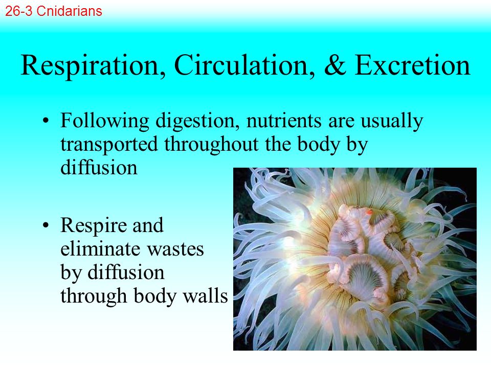 Respiration, Circulation, & Excretion