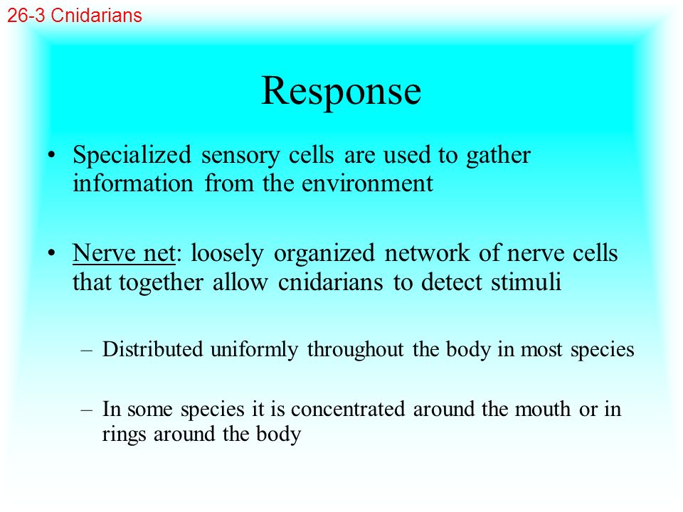 26-3 Cnidarians Response. Specialized sensory cells are used to gather information from the environment.