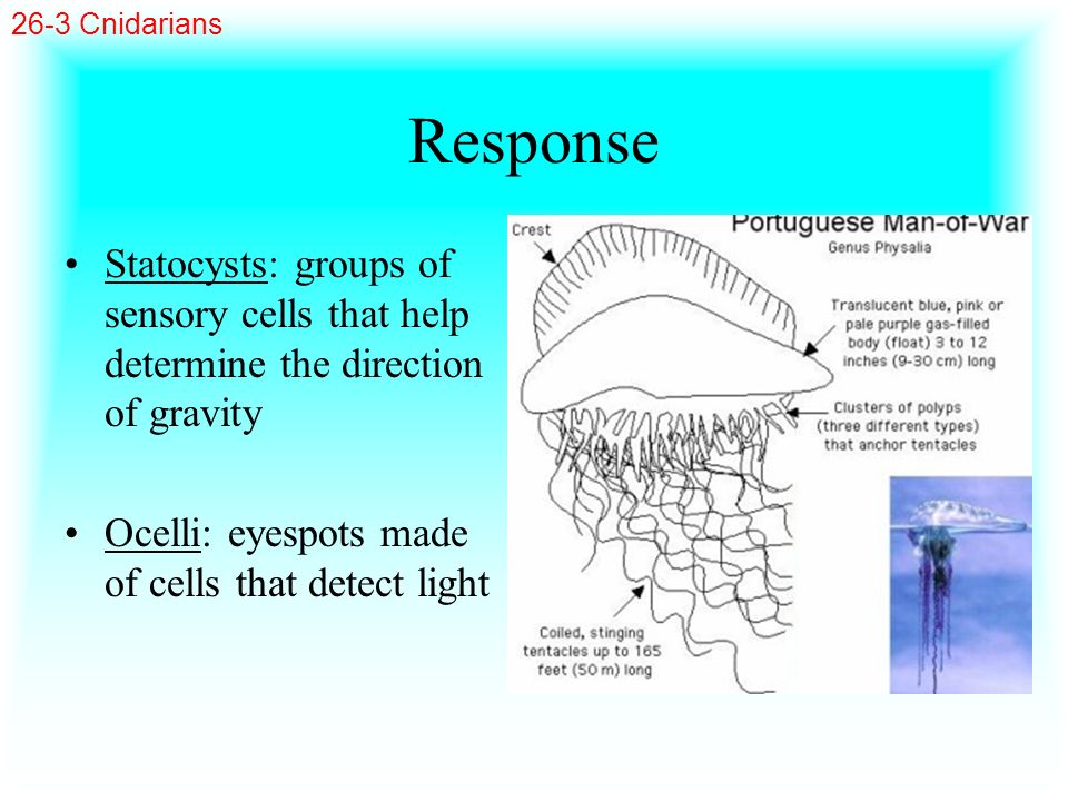 26-3 Cnidarians Response. Statocysts: groups of sensory cells that help determine the direction of gravity.