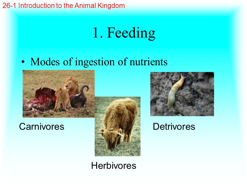 1. Feeding Modes of ingestion of nutrients Carnivores Detrivores