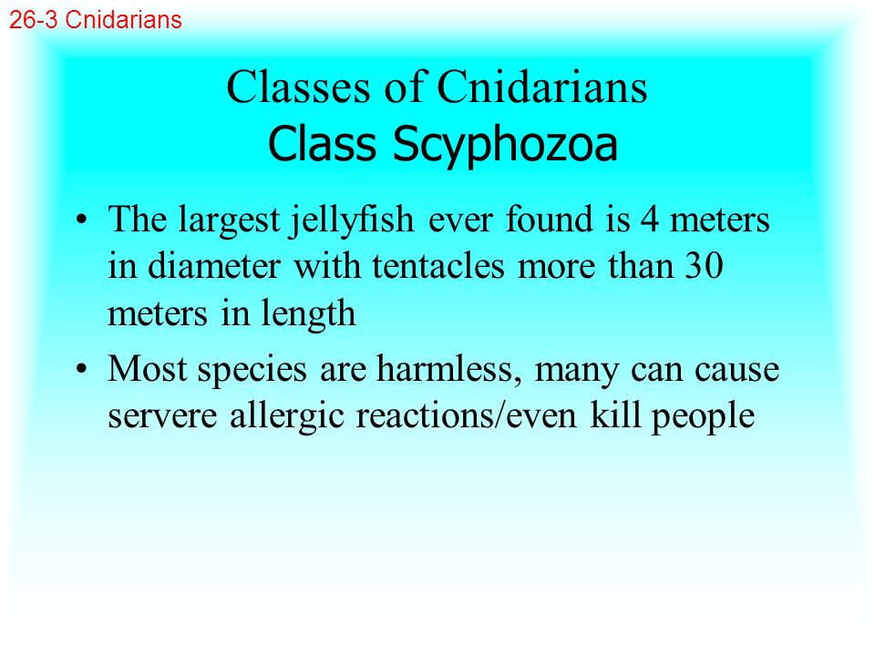 Classes of Cnidarians Class Scyphozoa