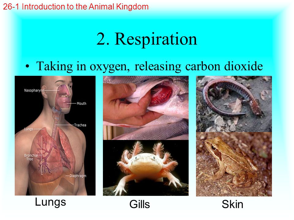 2. Respiration Taking in oxygen, releasing carbon dioxide Lungs Gills