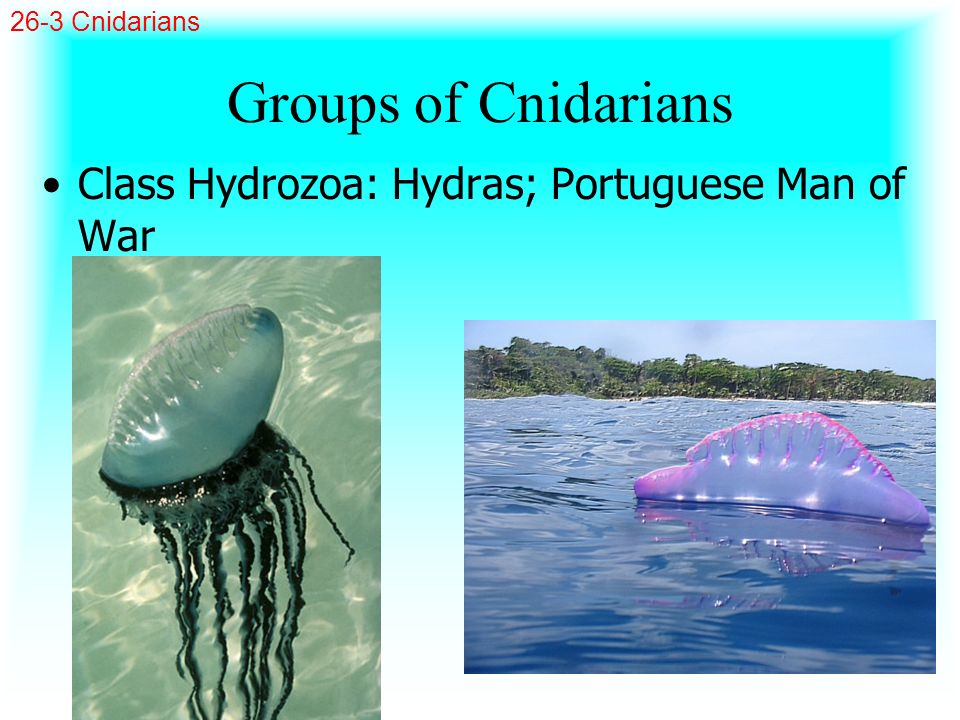 Groups of Cnidarians Class Hydrozoa: Hydras; Portuguese Man of War