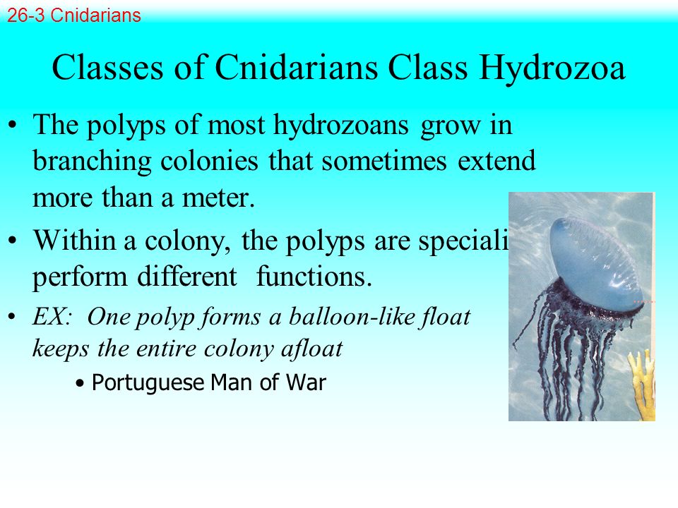 Classes of Cnidarians Class Hydrozoa