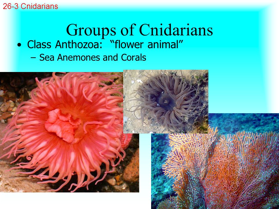 Groups of Cnidarians Class Anthozoa: flower animal
