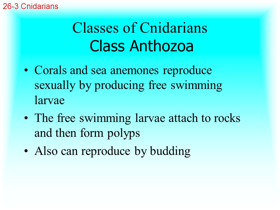 Classes of Cnidarians Class Anthozoa