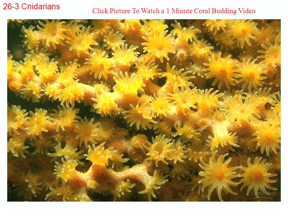 Click Picture To Watch a 1 Minute Coral Budding Video
