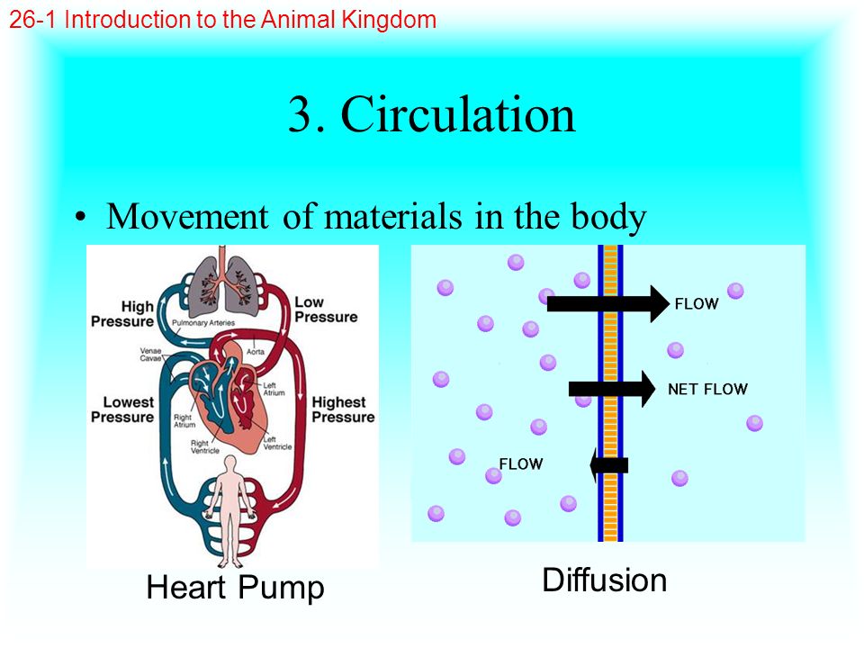3. Circulation Movement of materials in the body Diffusion Heart Pump