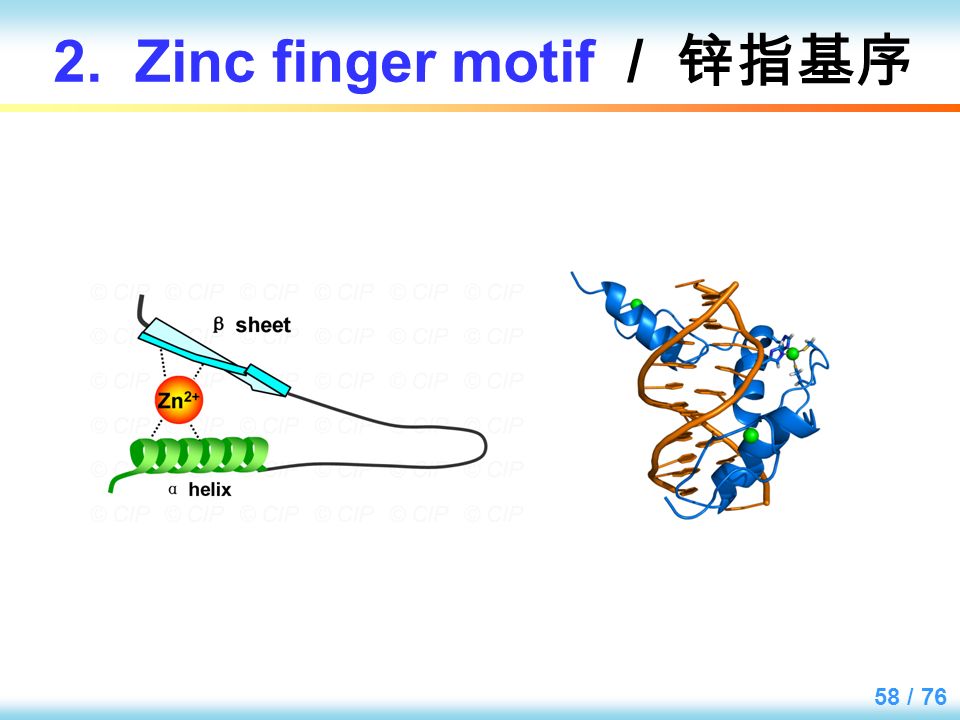 zinc finger motif / 锌指基序 the second dna-binding motif in