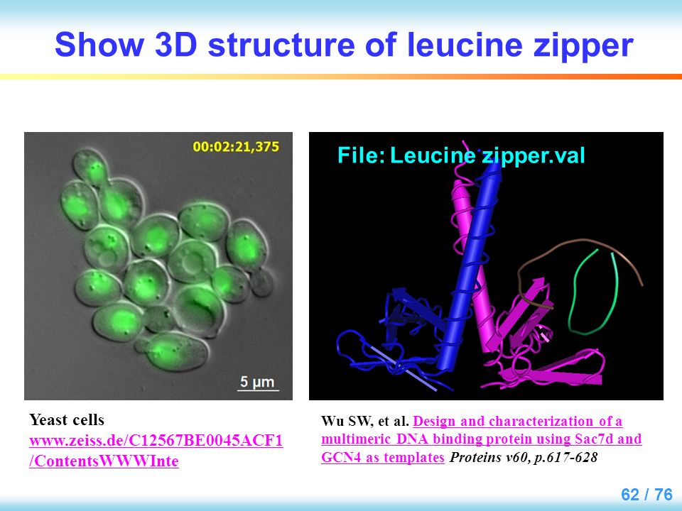 leucine zipper motif,zigzagzipper vala 3d structure of leucine zipper is also available.