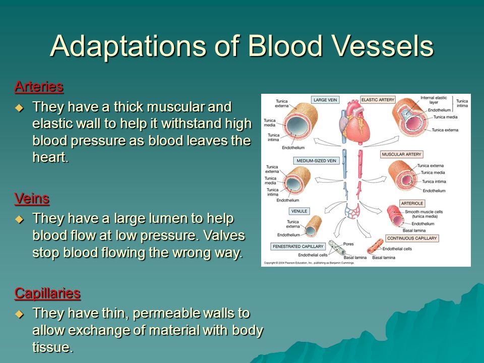 Adaptations of Blood Vessels