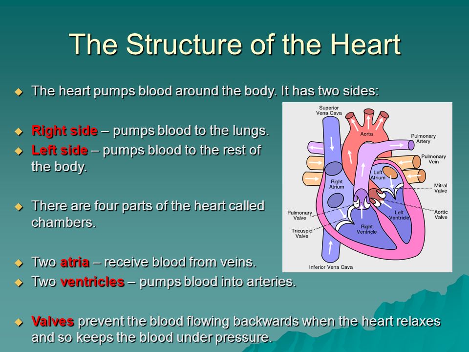 The Structure of the Heart